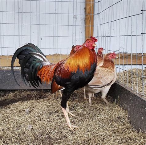 centrum for gamefowl